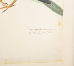 Offset Lithograph from "The Great Bird Book" by Olof Rudbeck The Younger