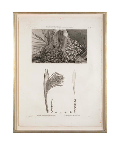 Botanical Engraving Pancouche ( C. L. F. ) "Description de L' Egypte"