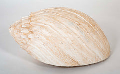 Giant Wood Carved Painted Seashell