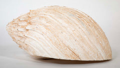 Giant Wood Carved Painted Seashell