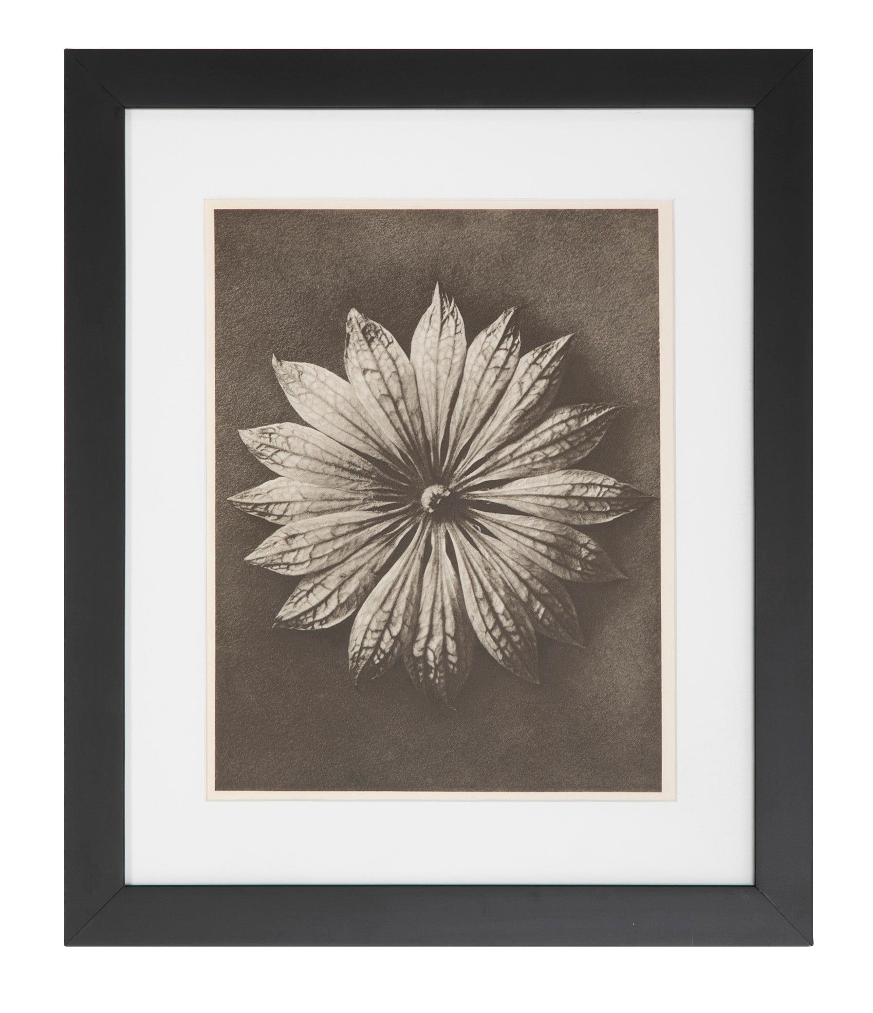 12 Botanical Photogravures by Karl Blossfeldt, Berlin, 1932