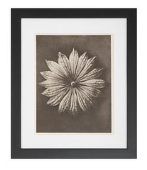 12 Botanical Photogravures by Karl Blossfeldt, Berlin, 1932