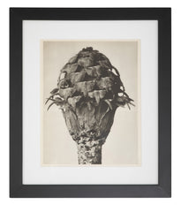 12 Botanical Photogravures by Karl Blossfeldt, Berlin, 1932