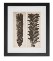 12 Botanical Photogravures by Karl Blossfeldt, Berlin, 1932